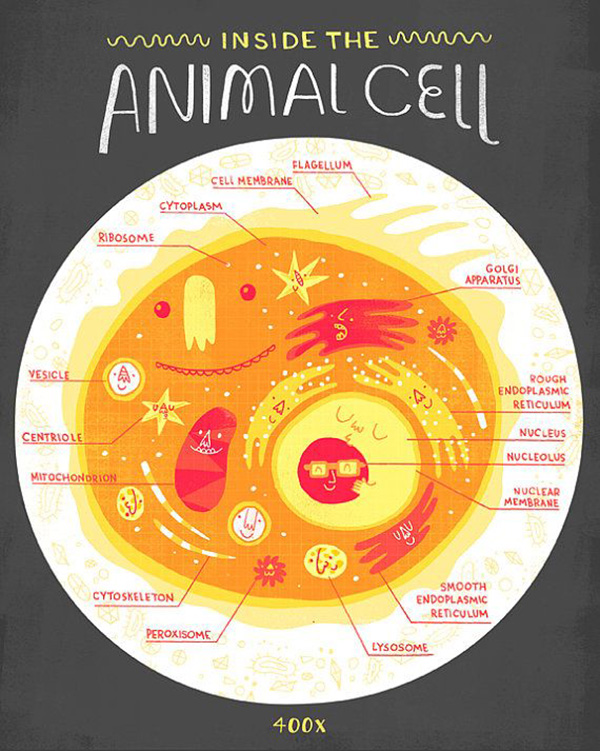 Animal cell kids illustration
