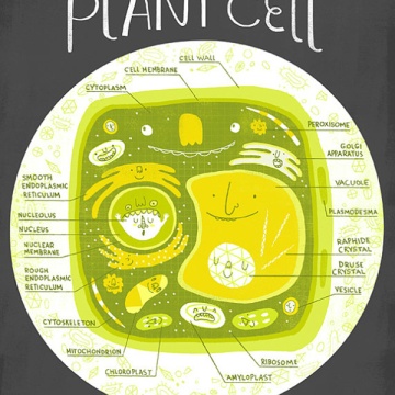 Plant cell kids illustration